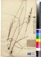 Image result for Sporobolus sanguineus