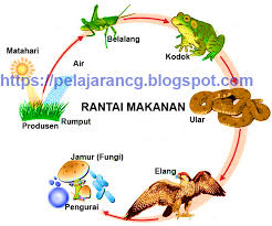 Gambar 1 bentuk mikroskopis s. Pelajaran Ipa Rantai Makanan Kurikulum Pelajaran