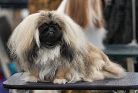 Pekingese Wikipedia 16 Curly Haired Dog Breeds Playbarkrun Chihuahua Boy Short Hair White Creampup For Sale Ne In 2020 Lazy Dog Breeds Dog Breeds Cheapest Dog Breeds