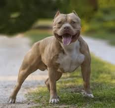 The american pitbull terrier is a widly popular dog breed here in america. Difference Between American Bully And Pitbull Difference Guru