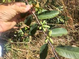 Image result for Xylopia odoratissima