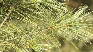 Factors affecting the growth rate of pine trees. Eastern White Pine Monarch Of The Forest