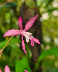 Image result for Bulbophyllum vulcanicum