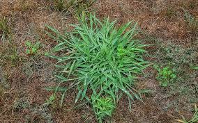 See full list on saferbrand.com How To Get Rid Of Crabgrass The Home Depot