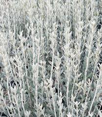 Image result for Teucrium trifidum