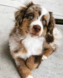 Breeders are the best source of puppies in quantity. Australian Shepherd Puppies For Sale Near Me Home Facebook