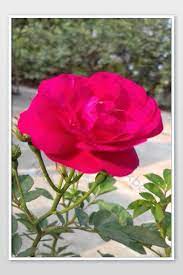 We did not find results for: Beautiful Pink Rose Flowers Photo Jpg Free Download Pikbest