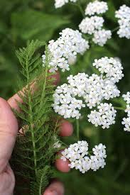 50 Ways To Use Yarrow Yarrow Yarrow Flower Yarrow Plant