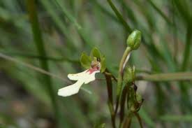 Image result for Cynorkis debilis