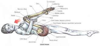 Summer is coming, which means shorts are in the near future! Stretching Of Gluteus Maximus And Hamstrings Stephane Andre