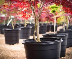 7 / 167 oak saplings in forrest pictures by eltoro 1 / 29 saplings on white background stock photography by vaeenma 1 / 27 green sapling of apple tree stock photography by fotofermer 6 / 255 sapling stock images by vaeenma 2 / 44 hands. Best Ways To Plant Tree Saplings Kellogg Garden Organics