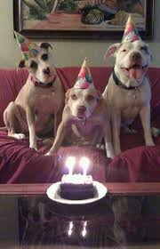 Happy Pitty Birthday Whine And Cheese Will Be Served Feel Free To Bring Your Violine Lol Happy Birthday Pitbull I Love Dogs Pitbull Images