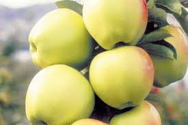 Check spelling or type a new query. Apples Van Well Nursery