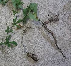 Image result for Trochomeria debilis