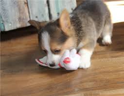 Pembroke welsh corgi puppies for sale akc registered michigan indiana ohio new york pembroke welsh corgi available show champion lines. Corgi Puppies For Sale Sandusky Oh 267665 Petzlover