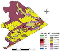 Image result for Urelytrum agropyroides