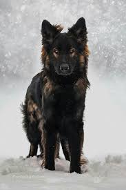 Hawk Male Loyal Strong Hardworking Brave Dogs Snow Dogs Shepherd Puppies