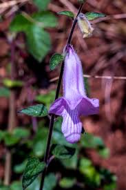 Image result for Sida dregei