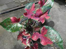Check spelling or type a new query. à¸— à¸²à¸§à¸« à¸£ à¸à¸žà¸™à¸²à¸ª à¸ Thailand Caladium Siam Facebook