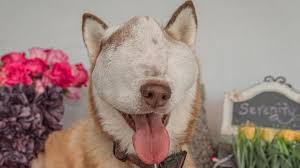 If you are looking for an animal, there are many pet adoption agencies across the country ready to help complete your family. She Had The Life Left In Her Rescue Turns Dog With Untreatable Tumor Into Internet Star Wfaa Com