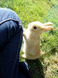 just got my first pet cupcake cute animals baby animals funny cute baby animals