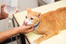 My wife's old cat died in her arms a few years ago. Telltale Signs An Old Cat Is Dying Lovetoknow
