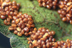 Image result for Gymnosporia oxycarpa