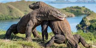 Lalu, bagaimana arti kelelawar masuk rumah menurut islam? Biawak Komodo Varanus Komodoensi Sejauh Mana Kita Tahu Tentangnya Halaman All Kompas Com