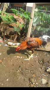 7 gambar ayam bangkok asli thailand unggul bisa di katakan,bahwa negara thailand menjadi kiblat untuk ayam aduan.di indonseia sendiri,jika di sebut saja ini ayam bangkok asli dari thailand kebanyakan orang akan penasaran,bagaimana sih ciri serta bentuk gambar ayam bangkok dari. Ayam Bangkok Steemit