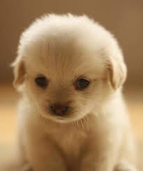 | see more about animal, cute and dog. Schattige Dieren Google Zoeken Schattige Dieren Dieren Baby Dieren