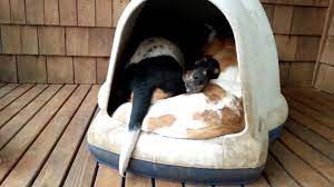 You Won T Believe How Many Basset Hounds Fit In This Doghouse Video The Dog People By Rover Com