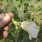 Image result for Merremia pterygocaulos