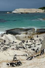 Boulders Beach Simon S Town South Africa South Africa Travel Africa South Africa