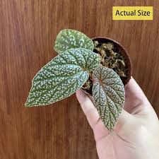 Image result for Begonia ampla