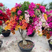 Image result for Bougainvillea