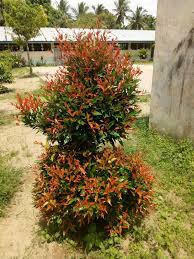 Check spelling or type a new query. Si Pucuk Merah Penghias Jalan Dan Taman Steemit