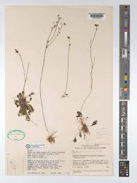 Image result for Genlisea africana