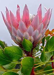 Pink Protea Bud By Venetia Featherstone Witty In 2021 Protea Art Amazing Flowers Cactus Flowers