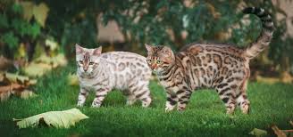 Entdecke 32 anzeigen für bengal katzen kaufen zu bestpreisen. Bengal Katze Charakter Haltung Pflege Zoopus