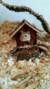 Rennmaus In Einem Nagerhaus Mascotas