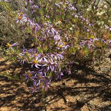 Image result for Felicia filifolia