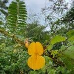 Image result for Aeschynomene elaphroxylon