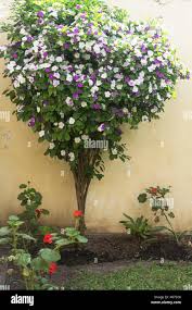 Image result for Brunfelsia pauciflora