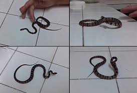 Vibes before it bites: 10 types of defensive behaviour for the false coral  snake