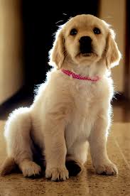 Do golden retrievers need professional training? Best 500 Golden Retriever Puppy Pictures Download Free Images On Unsplash