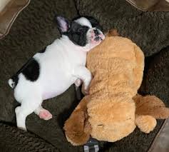 Maybe you would like to learn more about one of these? 28 Super Cozy Products From Amazon That Ll Help Your Pet Feel Cuddled Even When You Re Unavailable