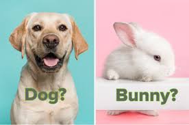 Maybe you would like to learn more about one of these? Quiz Which Animal Would You Be