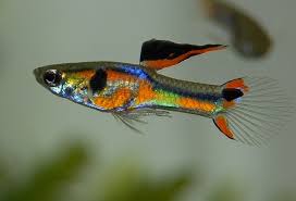 How do you calculate the volume of a fish tank? How Many Fish In A Tank Calculator The Pet Supply Guy