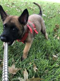 Kahuna is a son of larco and grandson of knph1 dylan perle de tourbiere. Belgian Shepherd Dog Malinois Puppies For Sale Wichita Ks 300993