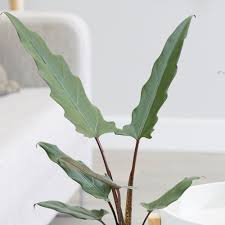 The water of the plant must be maintained at the optimal level. 180mm Alocasia Lauterbachiana The Plant Lounge